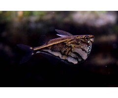 Carnegiella Strigata - Marmer Bijlzalm