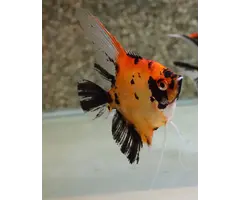 Pterophyllum Scalare - Maanvis Red Devil Super Red