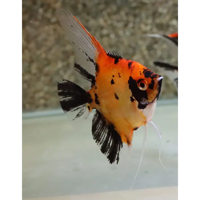 Pterophyllum Scalare - Maanvis Red Devil Super Red