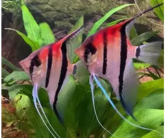 Pterophyllum Scalare - Maanvis Red Back