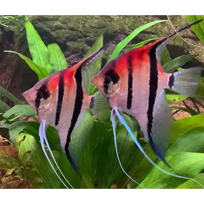 Pterophyllum Scalare - Maanvis Red Back