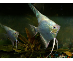 Pterophyllum Scalare - Maanvis Platinum