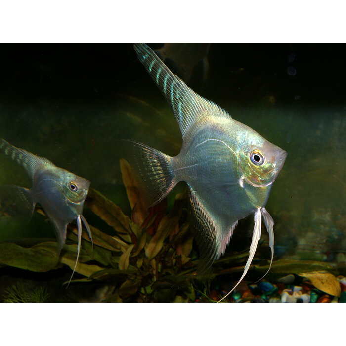 Pterophyllum Scalare - Maanvis Platinum