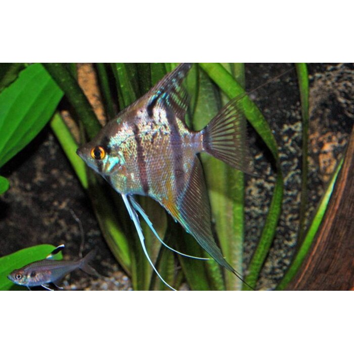 Pterophyllum Scalare - Maanvis Peru Altum