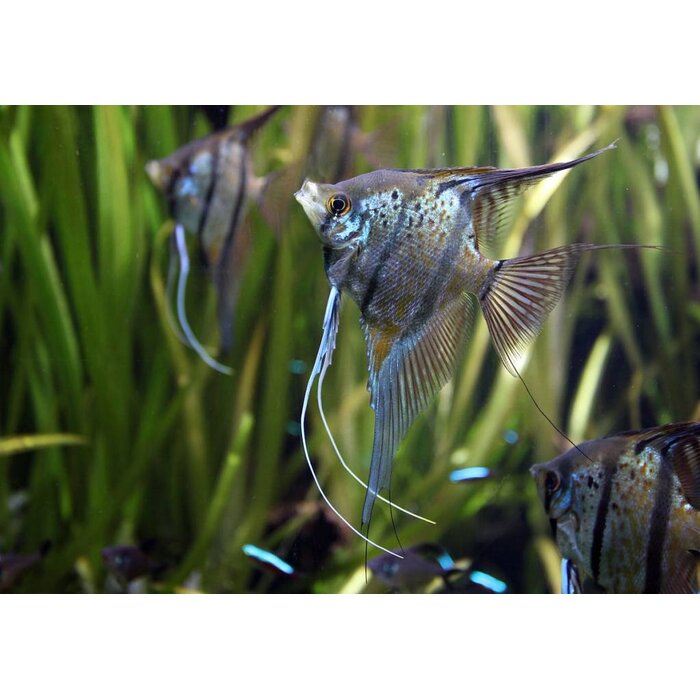 Pterophyllum Scalare - Maanvis Peru Altum