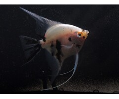 Pterophyllum Scalare - Maanvis Panda