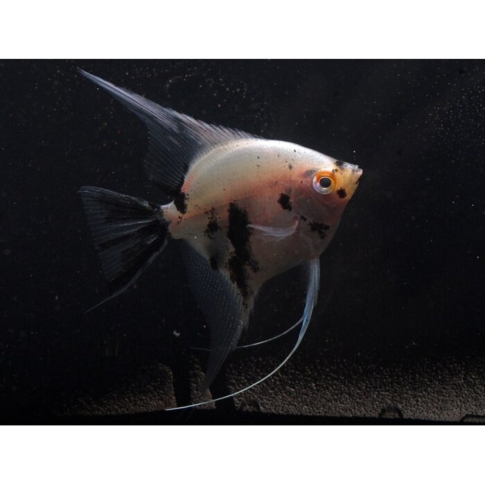 Pterophyllum Scalare - Maanvis Panda