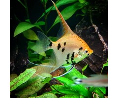 Pterophyllum Scalare - Maanvis Koi