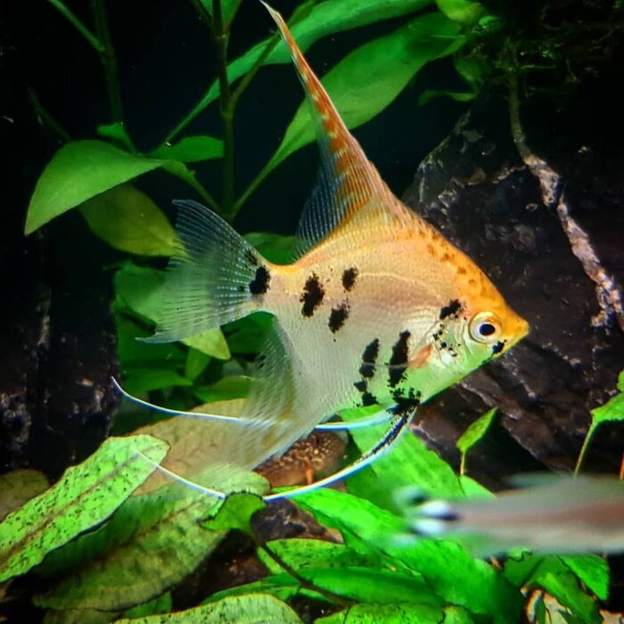 Pterophyllum Scalare - Maanvis Koi