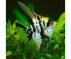 Pterophyllum Scalare - Maanvis Goud Marmer