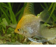 Pterophyllum Scalare - Maanvis Goud