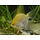 Pterophyllum Scalare - Maanvis Goud
