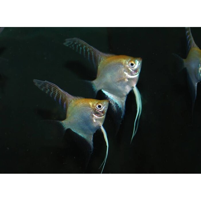 Pterophyllum Scalare - Maanvis Goud