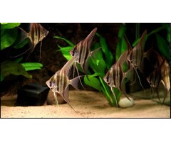 Pterophyllum Scalare - Maanvis Gewoon