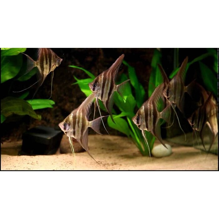 Pterophyllum Scalare - Maanvis Gewoon