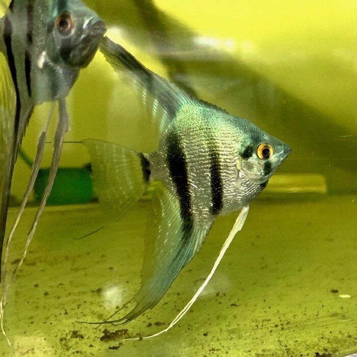 Pterophyllum Scalare - Maanvis Blauw