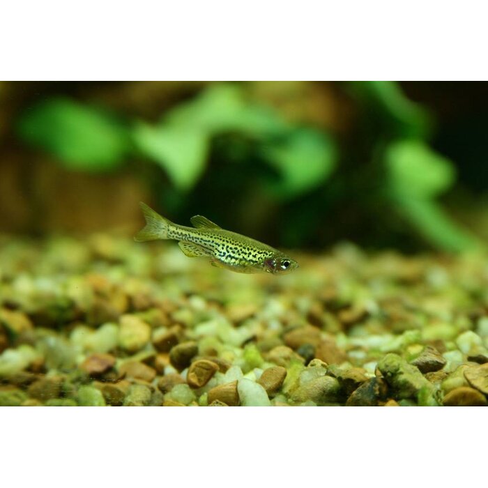Brachydanio Frankei - Luipaard Danio