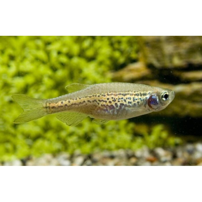 Brachydanio Frankei - Luipaard Danio
