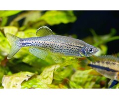 Brachydanio Frankei - Luipaard Danio