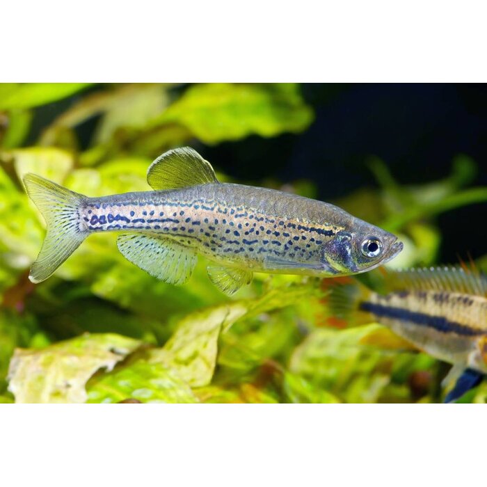 Brachydanio Frankei - Luipaard Danio