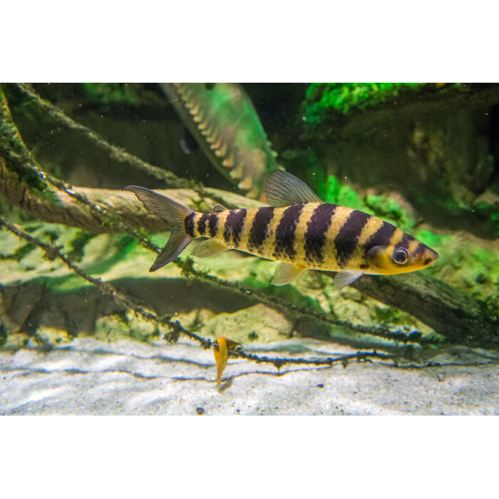 Leporinus Affinis - Kopstaander