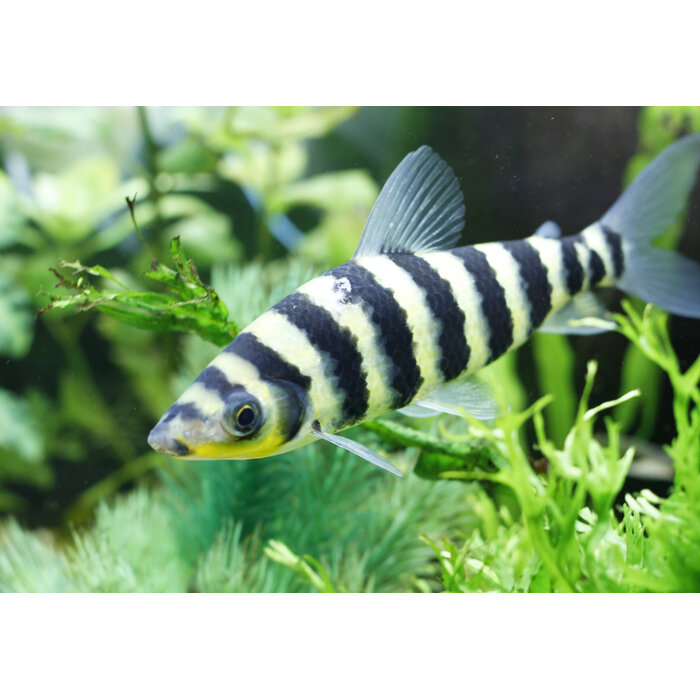 Leporinus Affinis - Kopstaander