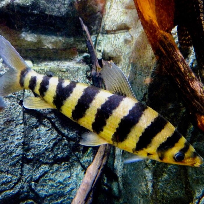 Leporinus Affinis - Kopstaander