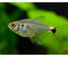 Hemigrammus Ocellifer - Lantaarndrager