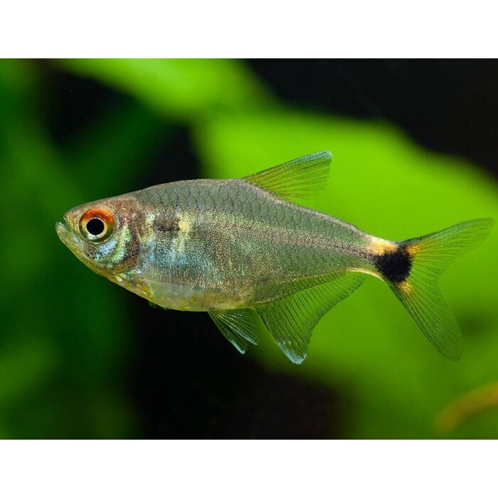 Hemigrammus Ocellifer - Lantaarndrager