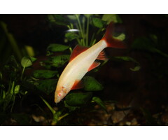 Epalzeorhynchos Frenatus Albino - Labeo Frenatus Albino
