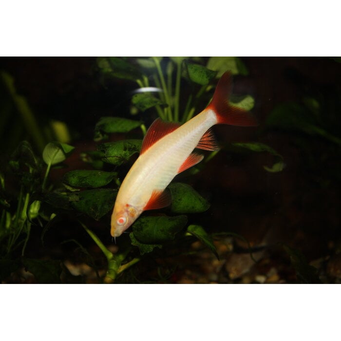 Epalzeorhynchos Frenatus Albino - Labeo Frenatus Albino