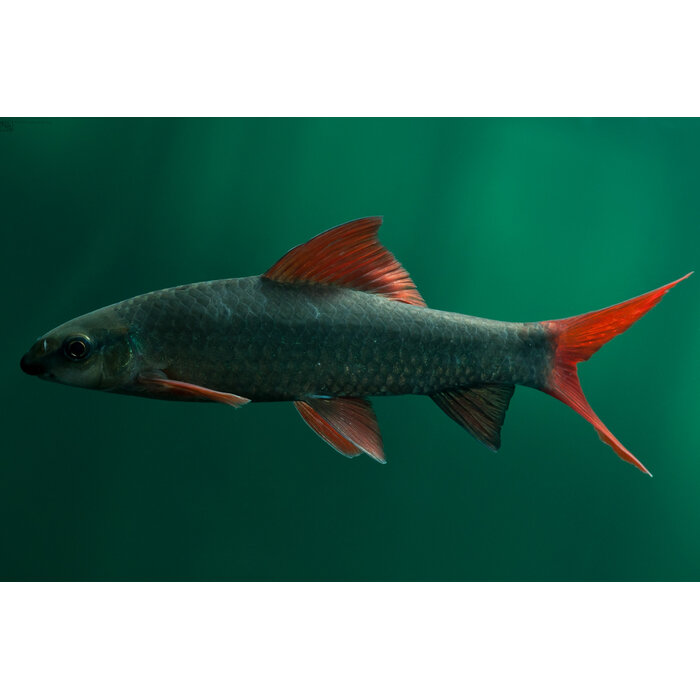 Epalzeorhynchos Frenatus - Labeo Frenatus