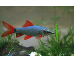 Epalzeorhynchos Frenatus - Labeo Frenatus