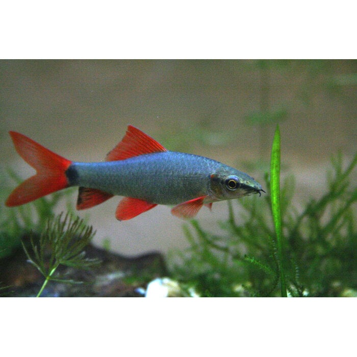 Epalzeorhynchos Frenatus - Labeo Frenatus