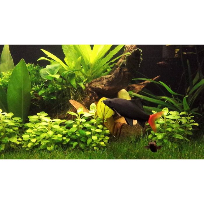 Epalzeorhynchos Bicolor - Labeo Bicolor