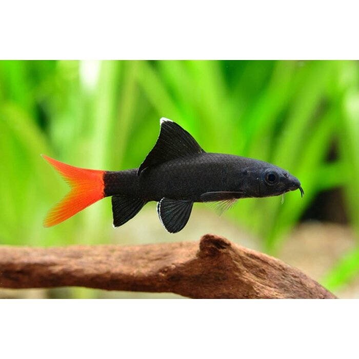 Epalzeorhynchos Bicolor - Labeo Bicolor