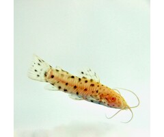 Hoplosternum Thoracatum Albino - Kwi Kwi Albino