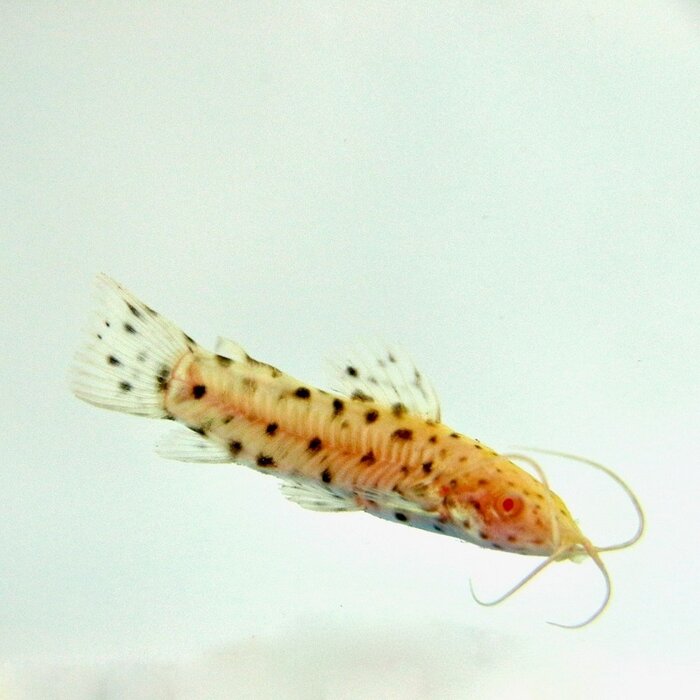 Hoplosternum Thoracatum Albino - Kwi Kwi Albino