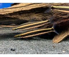 Anostomus Ternetzi - Kopstaander