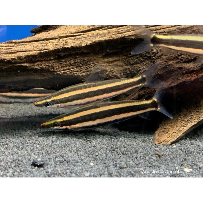 Anostomus Ternetzi - Kopstaander