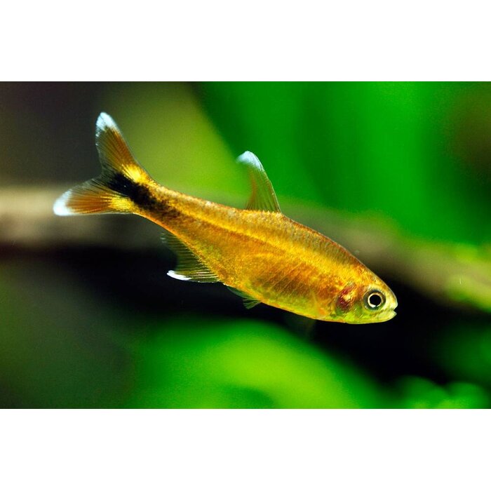 Hasemania Nana - Koperzalm