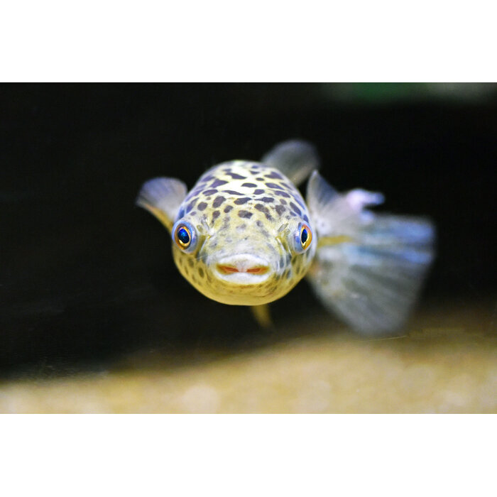 Tetraodon Nigroviridis - Kogelvis