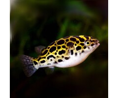 Tetraodon Nigroviridis - Kogelvis
