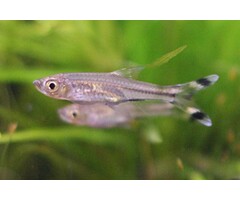 Rasbora Trilineata - Knipstaart
