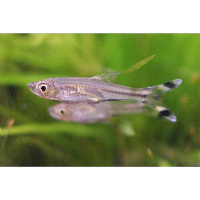 Rasbora Trilineata - Knipstaart