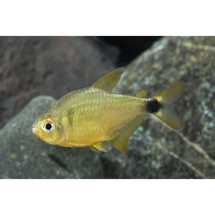 Hyphessobrycon Cf. Loweae - Kitty Tetra