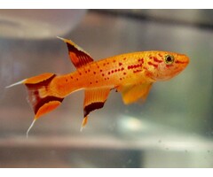 Aphyosemion Australe Cape Lopez - Killi Kaap Lopez Goud