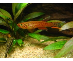 Aphyosemion Australe Cape Lopez - Killi Kaap Lopez