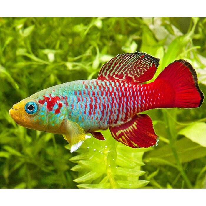 Nothobranchius Guentheri Red - Killi Guentheri Rood