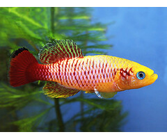 Nothobranchius Guentheri Gold - Killi Guentheri Goud